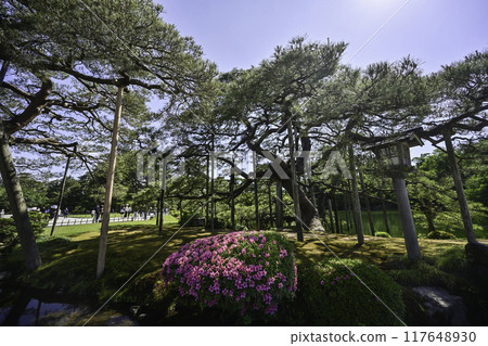 Beautiful fresh greenery in Kenrokuen with azaleas blooming Beautiful fresh greenery in Kenrokuen with azaleas blooming 117648930