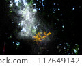 Water from a spray bottle illuminated by sunlight filtering through the trees 117649142