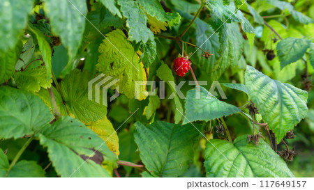 Ripe raspberries on a bush in summer 117649157