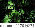 Fern leaves illuminated by sunlight filtering through the trees 117649274