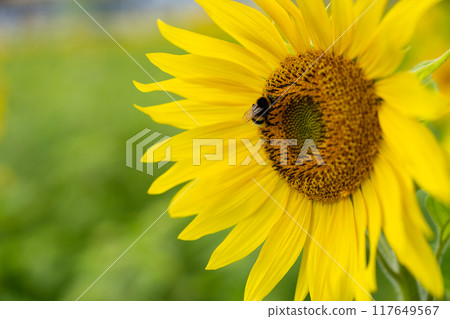 Sunflowers and honey bees 117649567