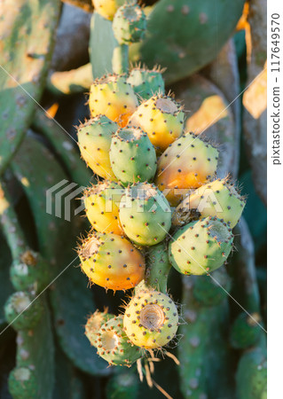 Prickly pear fruit basking in the sunlight Prickly pear fruit basking in the sunlight 117649570