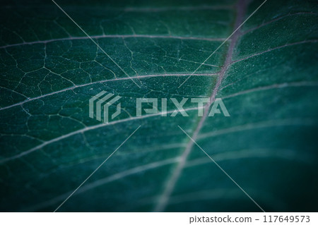 Green leaf veins, macro photography Green leaf veins, macro photography 117649573