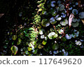 Waterside plants illuminated by sunlight filtering through the trees 117649620