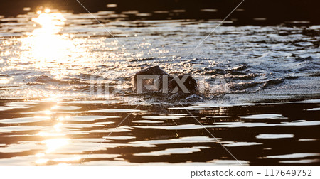 Triathlon athlete swimming on lake in sunrise wearing wetsuit 117649752