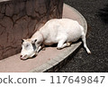 A goat sleeping comfortably on the roadside 117649847