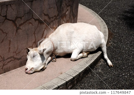 A goat sleeping comfortably on the roadside 117649847
