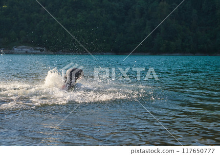 Triathlon athlete starting swimming training on lake Triathlon athlete starting swimming training on lake 117650777