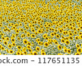 Sunflower field of one side 117651135