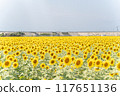 Sunflower field 117651136