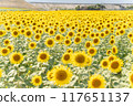 Sunflower field 117651137