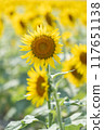 Sunflower 117651138