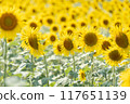 Sunflower field 117651139