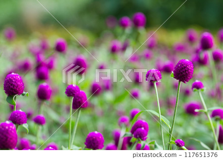 A landscape of pink globe amaranth flowers A landscape of pink globe amaranth flowers 117651376