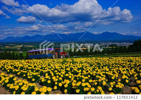 Marigold Hill 117651412