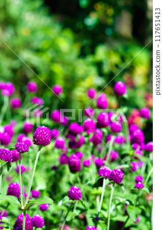 粉紅色的花朵風景 粉紅色的花朵風景 117651413