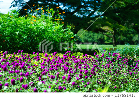 粉紅色的花朵風景 粉紅色的花朵風景 117651415