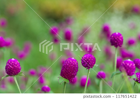 粉紅色的花朵風景 粉紅色的花朵風景 117651422