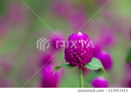 粉紅色的花朵風景 117651423