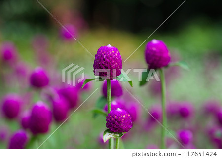 粉紅色的花朵風景 粉紅色的花朵風景 117651424