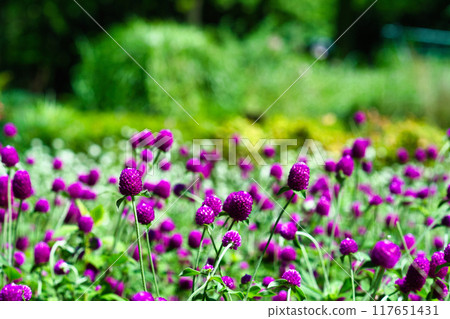 A landscape of pink globe amaranth flowers A landscape of pink globe amaranth flowers 117651431