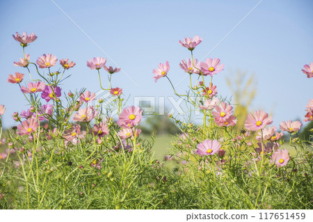 Orange cosmos Orange cosmos 117651459