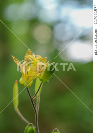 多摩川Hototogisu 117651974