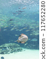 Fish and rays swimming in a large aquarium 117652280