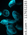 Illuminated moon jellyfish floating in the water 117652283