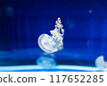 Octopus jellyfish floating in the water 117652285