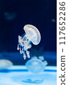 Octopus jellyfish floating in the water 117652286