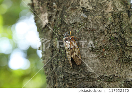 Brown cicada perched on a tree 117652370