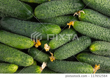 background of fresh cucumbers, top view background of fresh cucumbers, top view 117652564