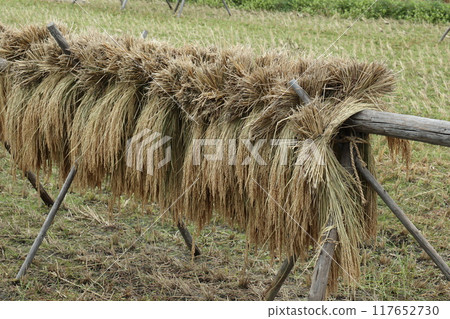 收割後的米在陽光下曬乾 117652730