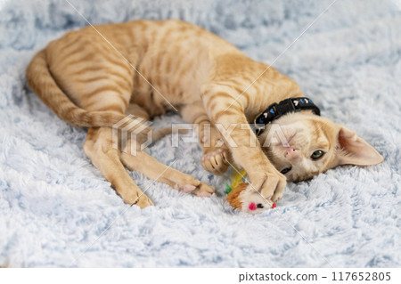 Lovely red striped oriental kitten in a collar and big ears play with a toy lying on terry towel, selective focus. 117652805