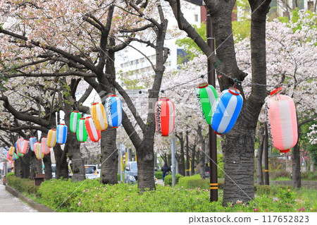 「葛西陽水櫻花街」－盛開的櫻花樹和金持的紅色嫩葉 117652823