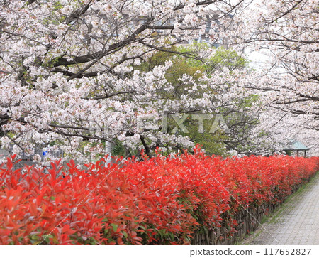 "Kasai Waterway Sakura Street" - Rows of cherry trees in full bloom and red young leaves of Japanese photinia "Kasai Waterway Sakura Street" - Rows of cherry trees in full bloom and red young leaves of Japanese photinia 117652827