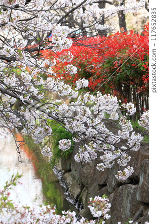 「葛西陽水櫻花街」-盛開的櫻花樹和金持的紅色嫩葉 「葛西陽水櫻花街」-盛開的櫻花樹和金持的紅色嫩葉 117652835