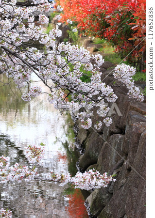 "Kasai Waterway Sakura Street" - Rows of cherry trees in full bloom and red young leaves of Japanese photinia "Kasai Waterway Sakura Street" - Rows of cherry trees in full bloom and red young leaves of Japanese photinia 117652836