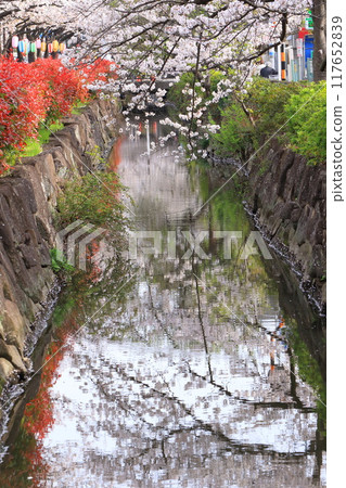 "Kasai Waterway Sakura Street" - Rows of cherry trees in full bloom and red young leaves of Japanese photinia 117652839