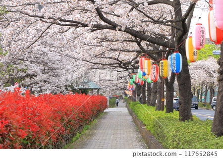 「葛西陽水櫻花街」-盛開的櫻花樹和金持的紅色嫩葉 「葛西陽水櫻花街」-盛開的櫻花樹和金持的紅色嫩葉 117652845
