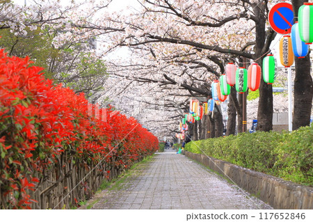 "Kasai Waterway Sakura Street" - Rows of cherry trees in full bloom and red young leaves of Japanese photinia "Kasai Waterway Sakura Street" - Rows of cherry trees in full bloom and red young leaves of Japanese photinia 117652846