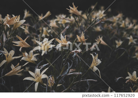 Misty atmospheric orange day-lily flowers on dark background, Hemerocallis fulva, selective focus. Misty atmospheric orange day-lily flowers on dark background, Hemerocallis fulva, selective focus. 117652920