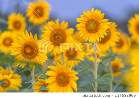 Sunflower field bathed in the morning sun 117652969