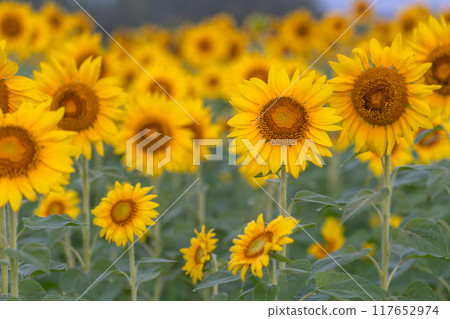 沐浴在清晨陽光下的向日葵田 117652974