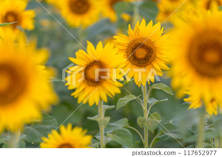 Sunflower field bathed in the morning sun Sunflower field bathed in the morning sun 117652977