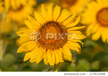 Sunflower field bathed in the morning sun Sunflower field bathed in the morning sun 117652996