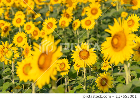 沐浴在清晨陽光下的向日葵田 117653001