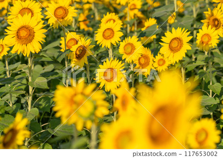 Sunflower field bathed in the morning sun Sunflower field bathed in the morning sun 117653002