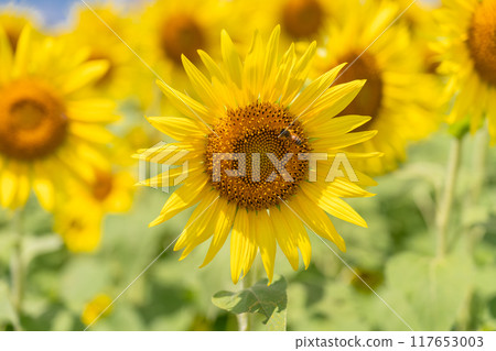 Sunflower field bathed in the morning sun Sunflower field bathed in the morning sun 117653003